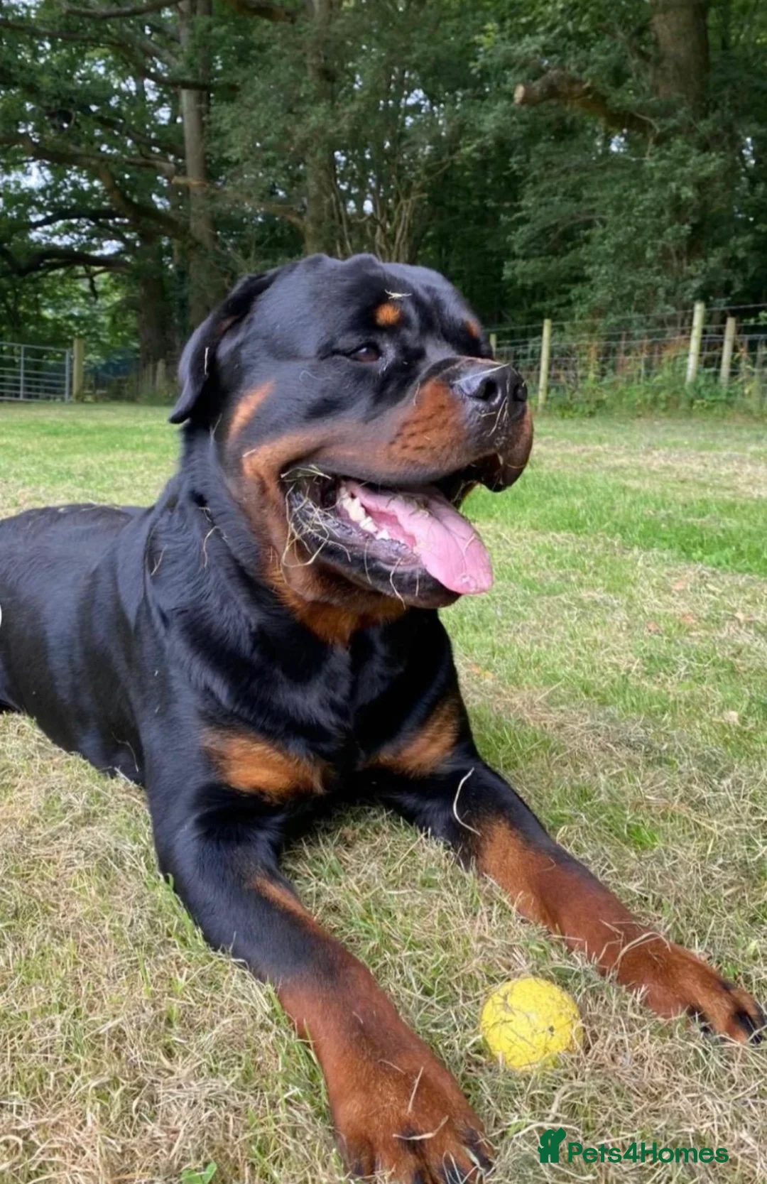 Rottweiler dogs for sale: Beautiful litter of Rottweiler puppies  - Advert 7