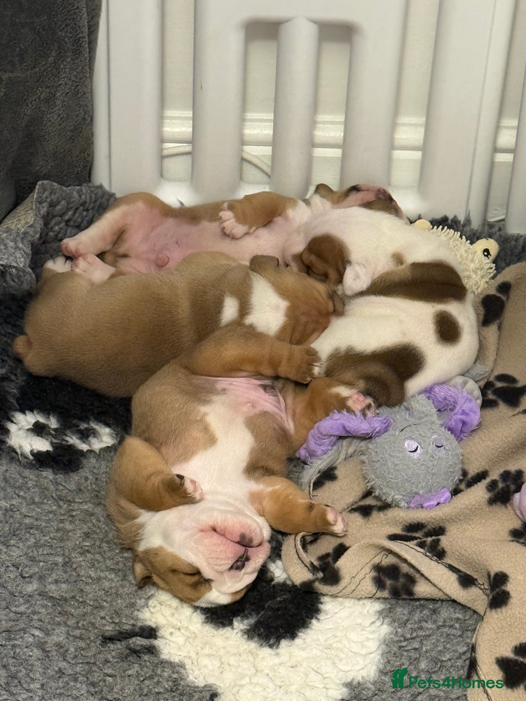 English Bulldog dogs for sale: Kc standards  quality bulldogs  - Advert 1