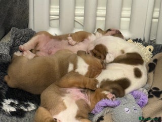 English Bulldog dogs Kc standards quality bulldogs - Advert 1