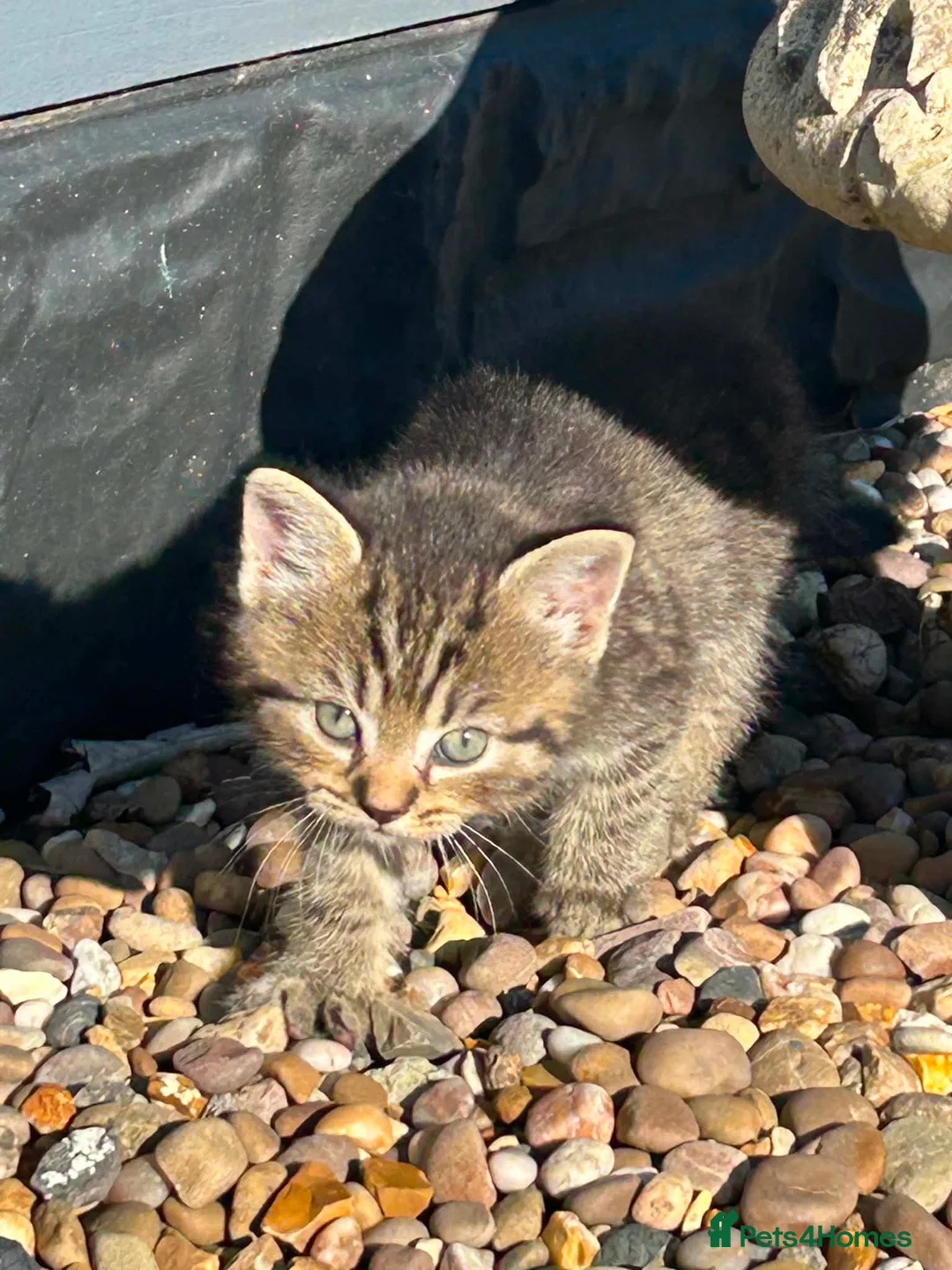Mixed Breed cats for sale: BSH mixed breed kittens - Advert 2