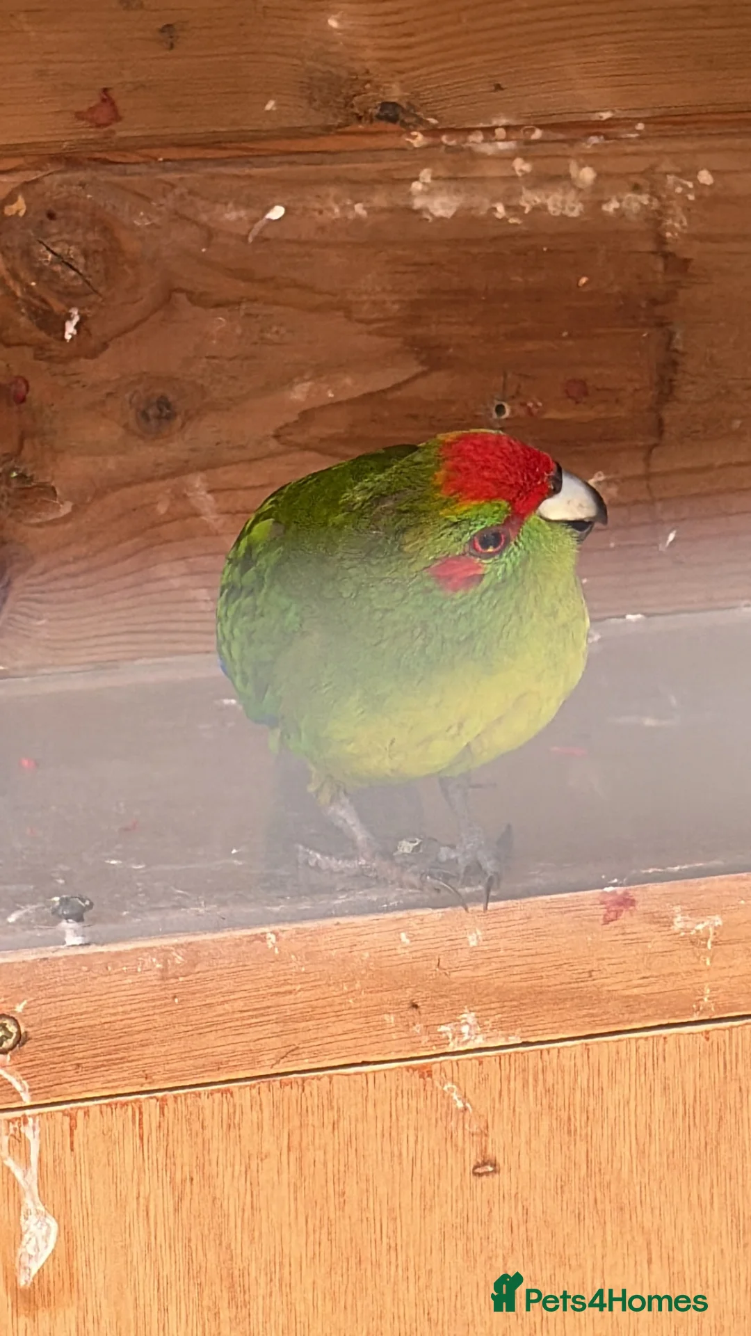 Parakeets birds for sale: Kakariki proven pair - Advert 5