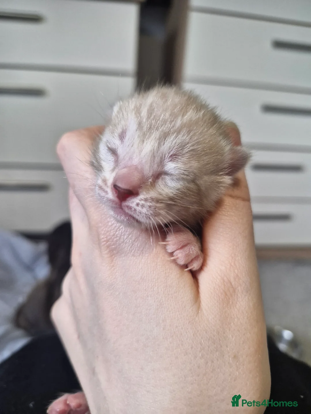 Bengal cats for sale: Genetic Health Tested Snow & Brown Bengal Kittens - Advert 20