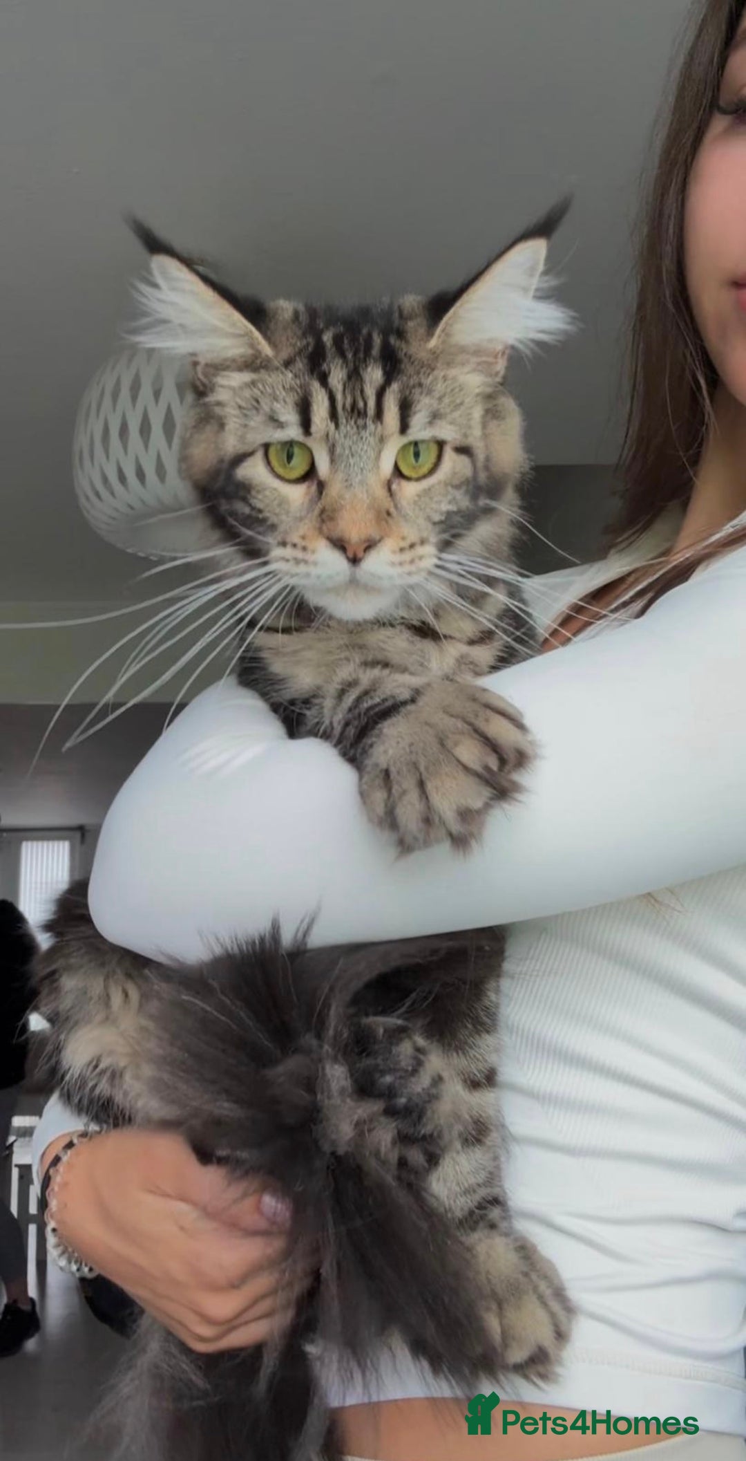 Maine Coon cats for sale: 🐾 2 MAINE COON KITTENS LOOKING FOR LOVING HOME 🐾 - Advert 2