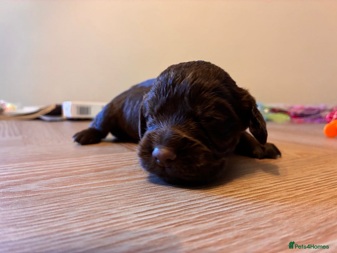 Cocker Spaniel dogs for sale: Well bred KC working cockers  - Image 3