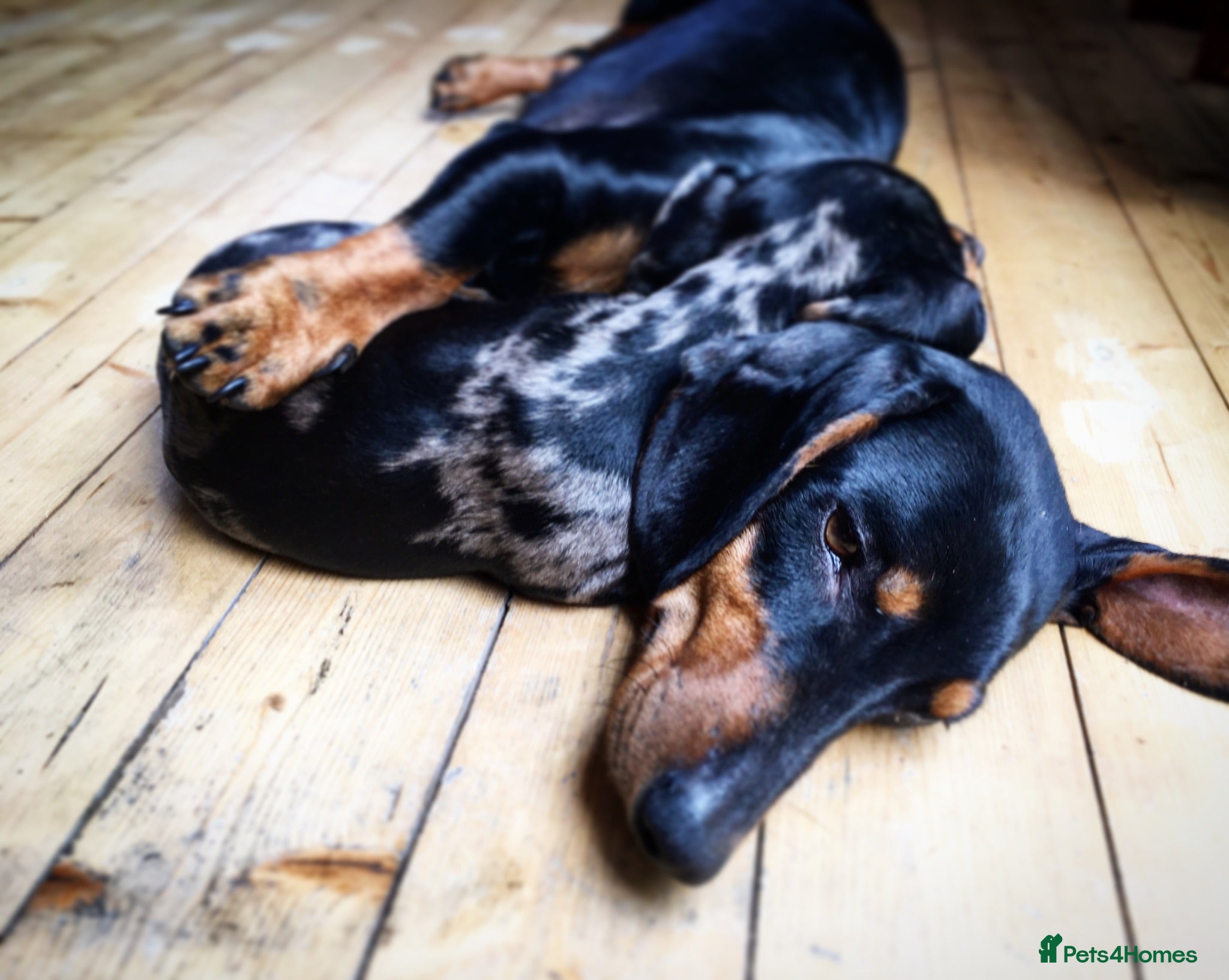 Dachshund dogs Dachshund puppies - Advert 8