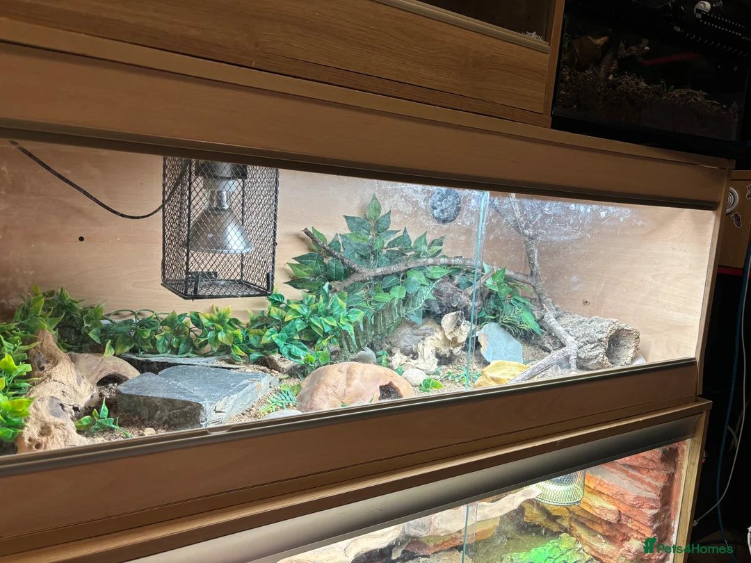 Leopard Gecko reptiles for sale: Female leopard Gecko and full set up  - Advert 4