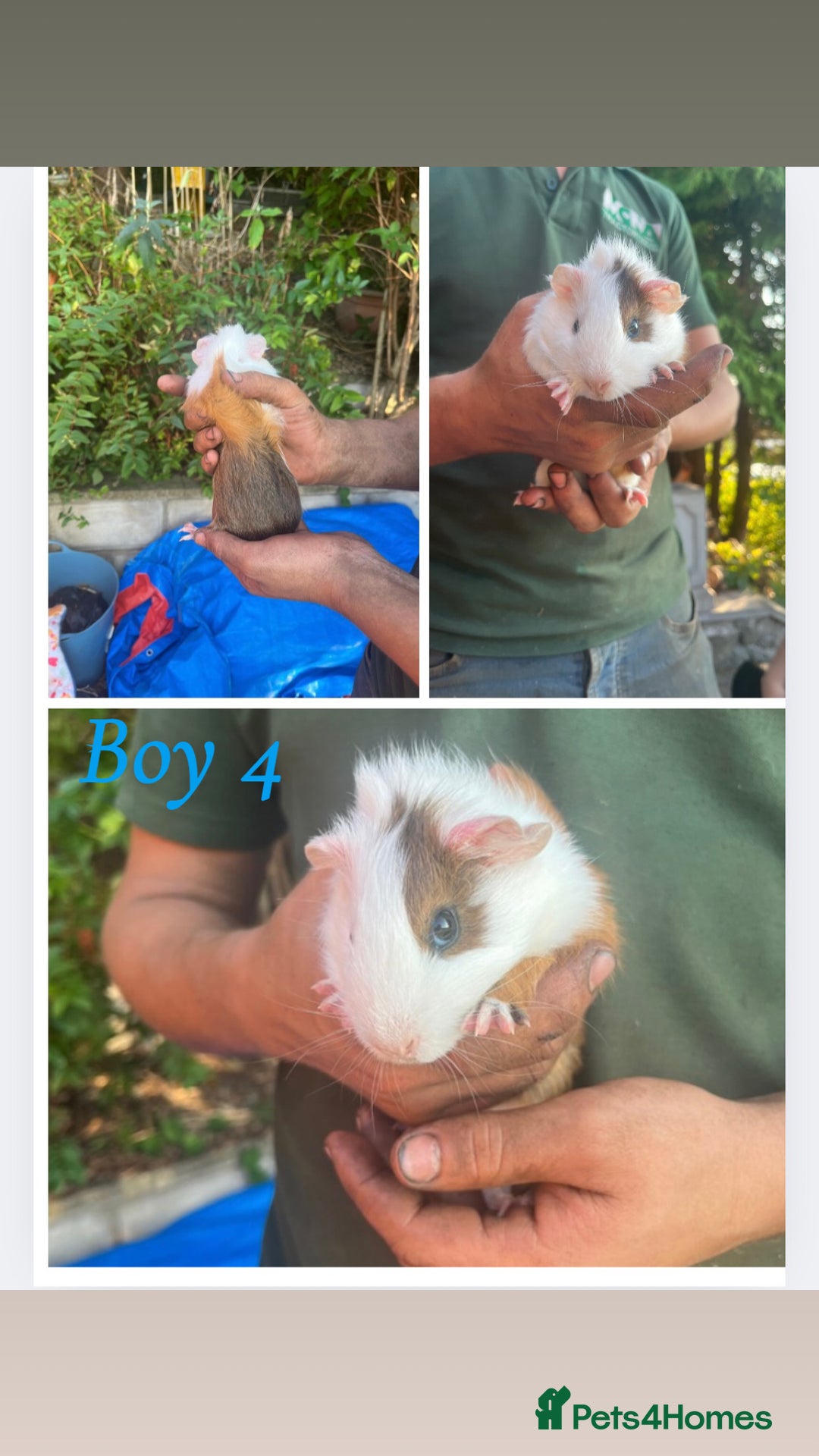 Guinea Pig rodents for sale: Baby guinea pigs  - Image 4