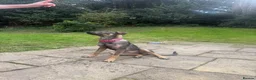 Mixed Breed dogs for adoption: Elora 🌸 in Saint Leonards-on-sea - Advert 5