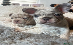 French Bulldog dogs for sale: Stunning Newshade French Bulldog Puppies - Image 4