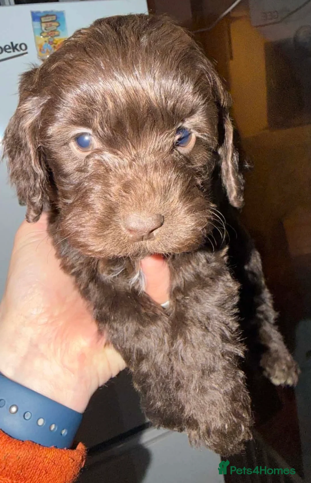 Cockapoo dogs for sale: F1 health tested Cockerpoos  in Wrexham - Advert 2