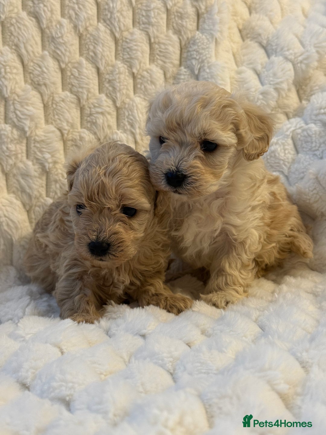 Maltipoo dogs for sale: ❤️MALTIPOO PUPPIES❤️ - Advert 4