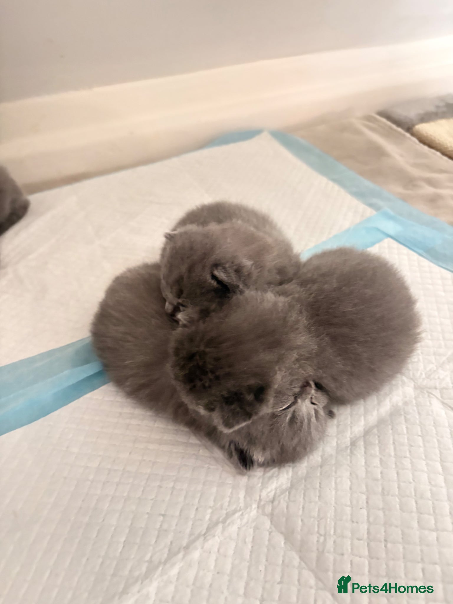 British Shorthair cats for sale: British Shorthair Kittens - Advert 10