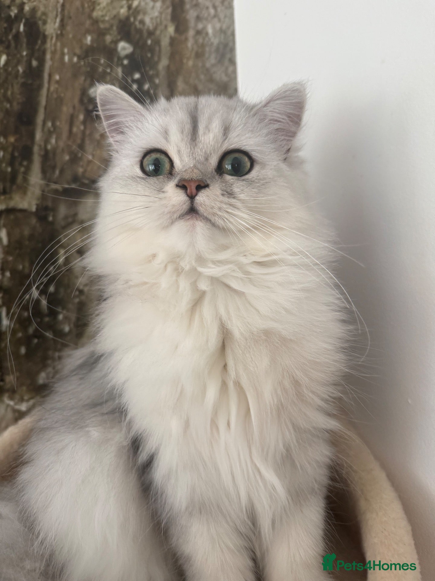 Persian cats GCCF Registered Persian Kittens 7months old. - Advert 2