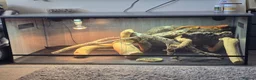 Bearded Dragon reptiles for sale: Bearded dragin in Leominster - Advert 1