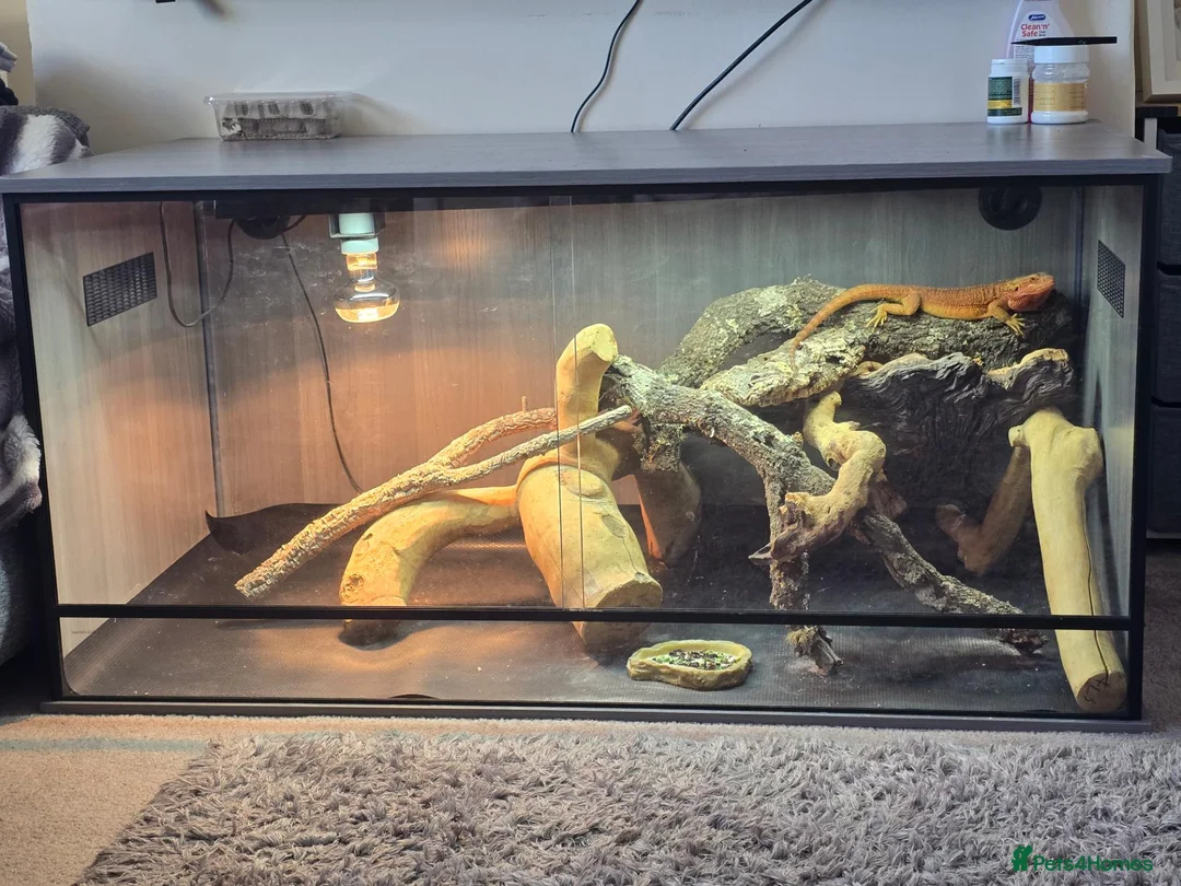 Bearded Dragon reptiles for sale: Bearded dragin in Leominster - Advert 1