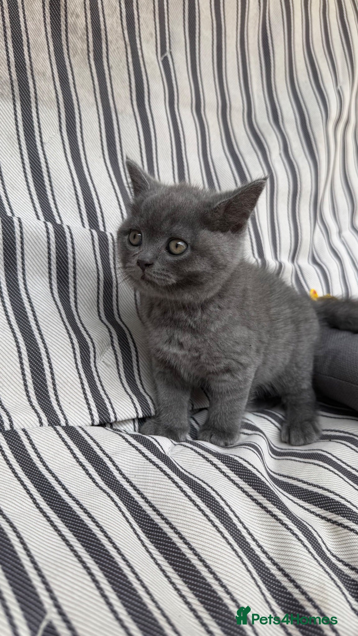 British Shorthair cats 🐈 Stunning British Shorthair for sale 🫶🏻🐈‍⬛ - Advert 2