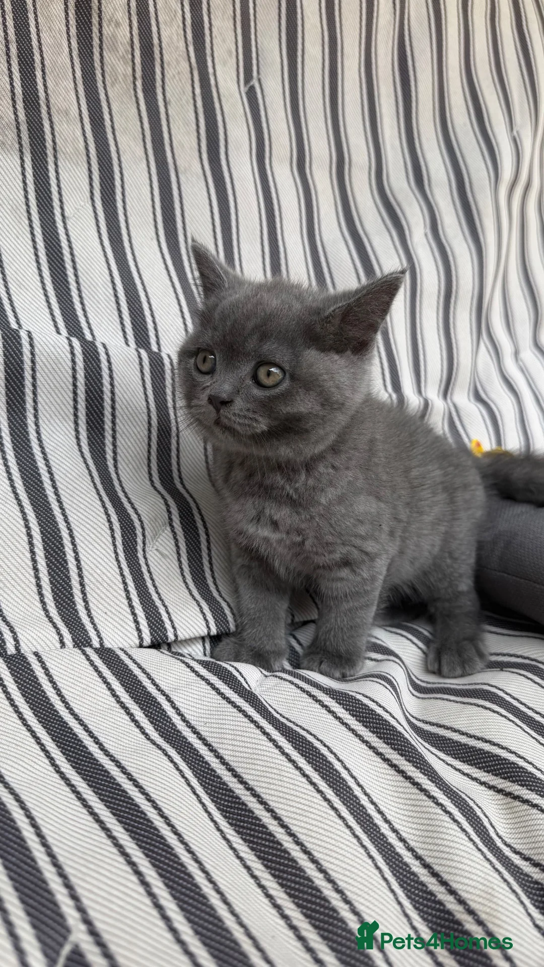 British Shorthair cats for sale: 🐈 Stunning British Shorthair for sale 🫶🏻🐈‍⬛ - Advert 2