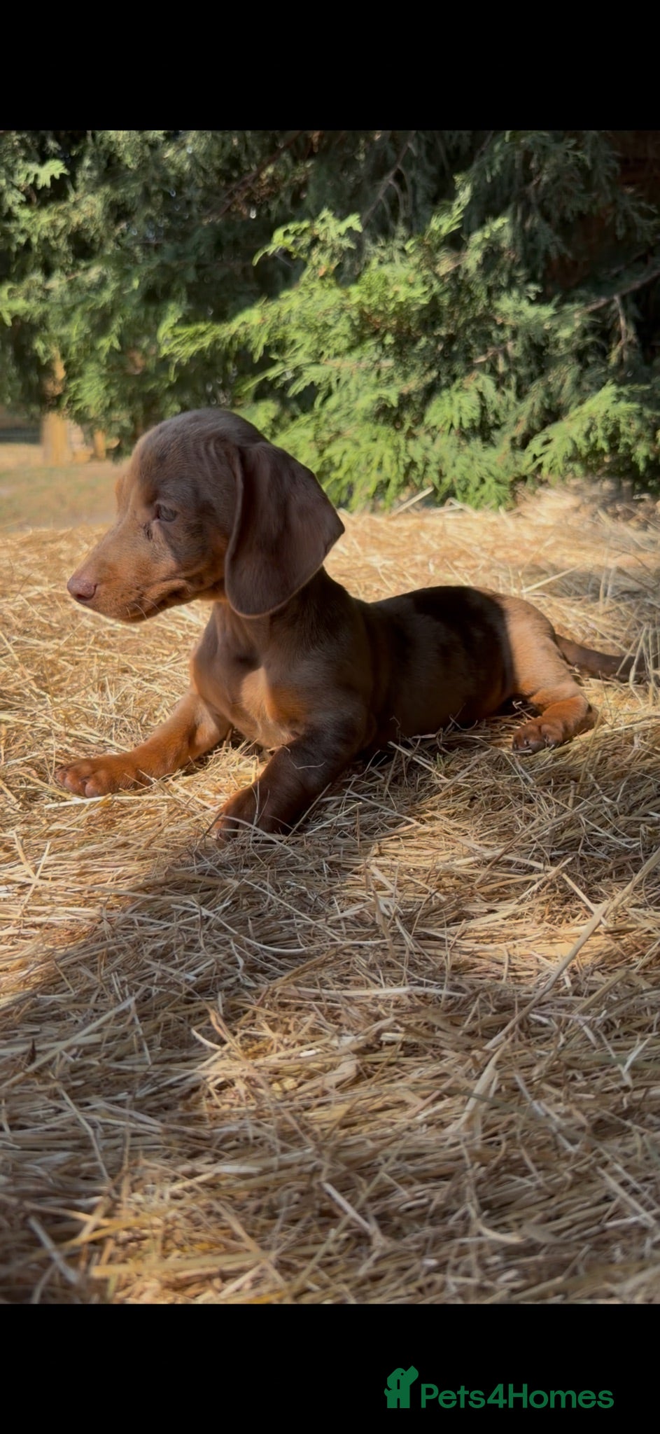 Dachshund dogs 3 beautiful Dashound pups  - Advert 15
