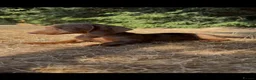 Dachshund dogs for sale: 3 beautiful Dashound pups  - Advert 3