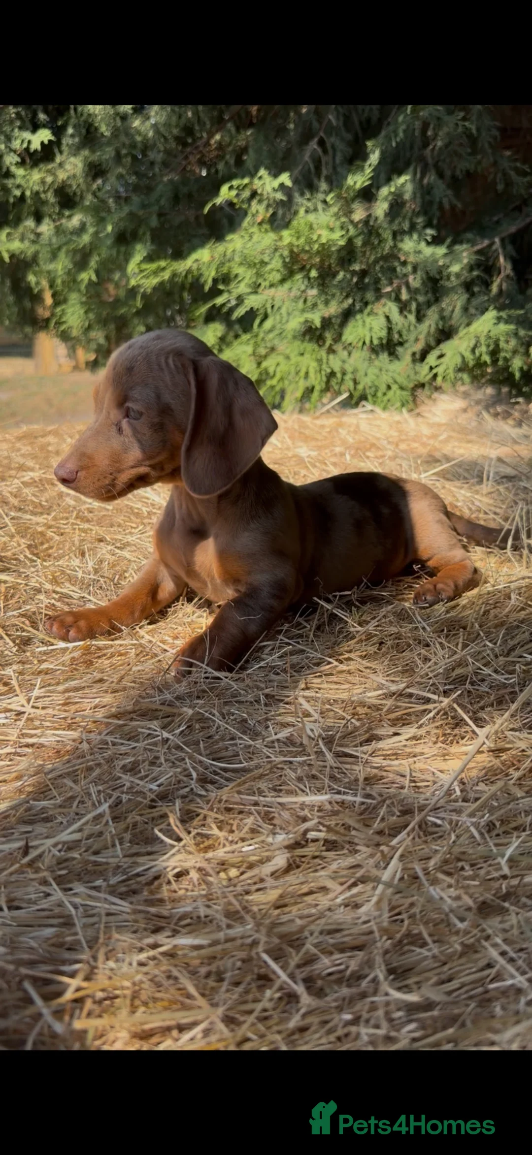 Dachshund dogs for sale: 3 beautiful Dashound pups  - Advert 1