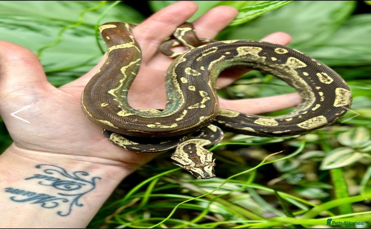 Boa Snake reptiles - Advert 5