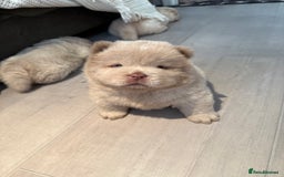 Chow Chow dogs for sale: 🔥 UK best Lilac platinum 🧸 chow chows KC  - Image 2