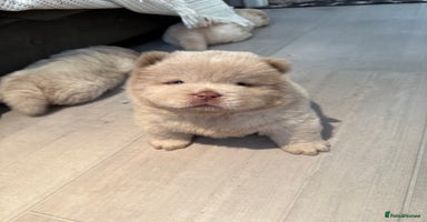 Chow Chow dogs - Advert 10