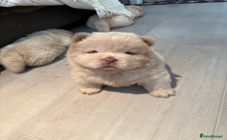 Chow Chow dogs - Advert 4