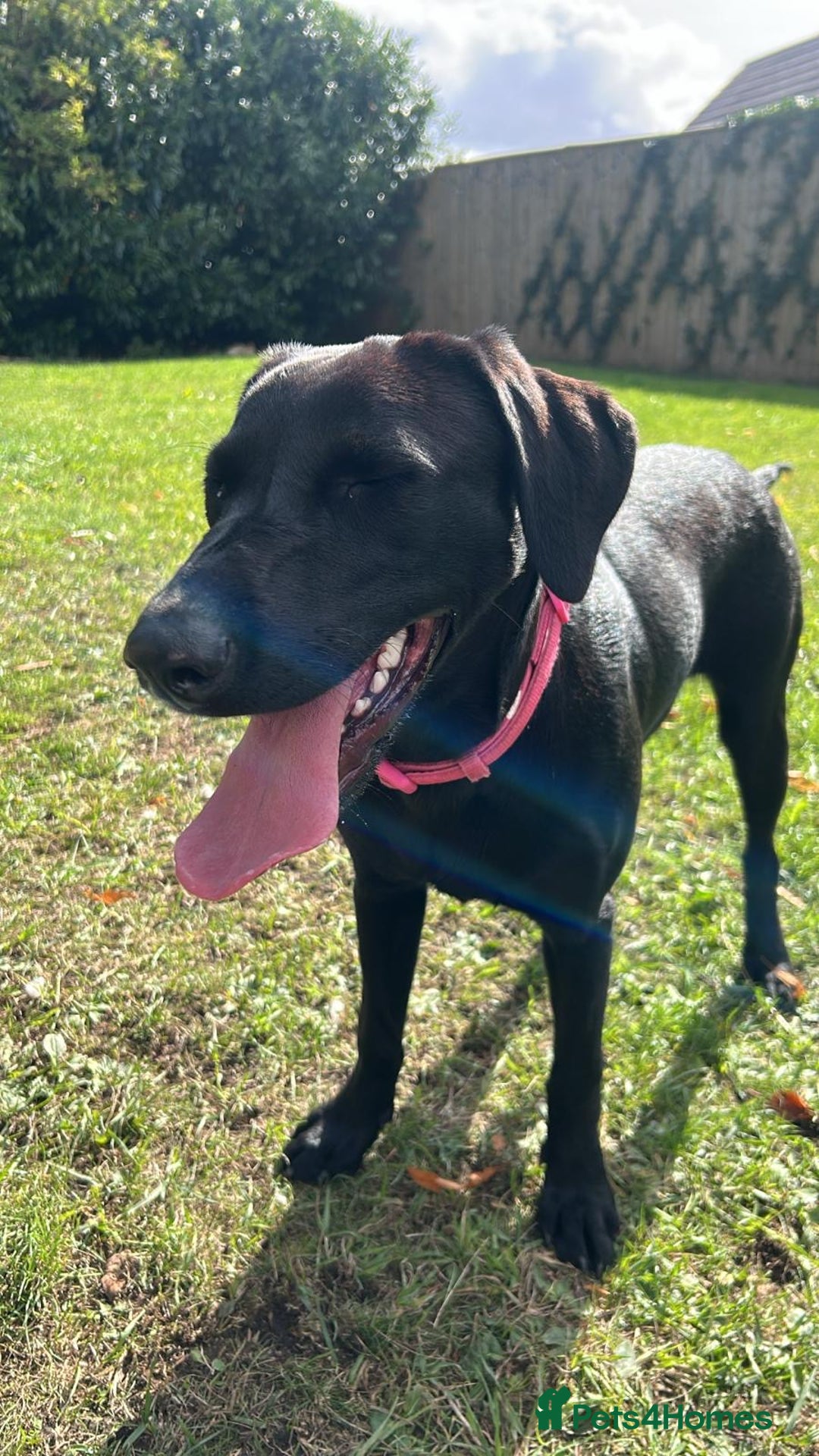 Labrador Retriever dogs for sale: Black Labrador  - Image 2