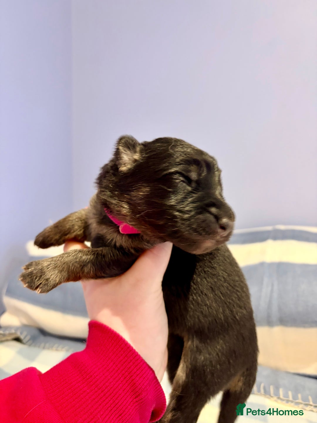 German Shepherd dogs for sale: 🐶 Beautiful KC Registered Puppies Available 🐶 - Advert 16