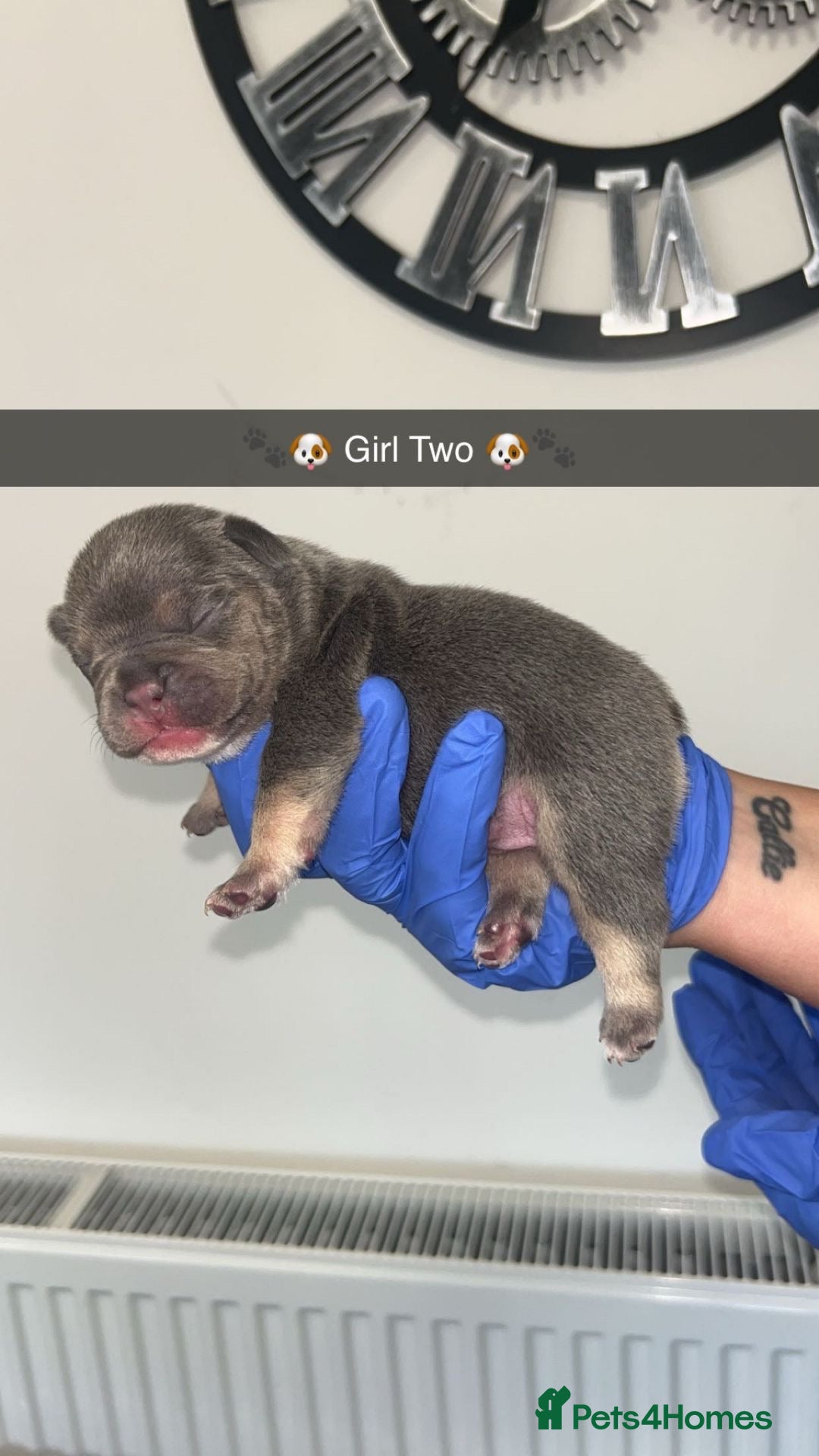 French Bulldog dogs for sale: Two Beautiful Girl French Bulldogs  - Image 6