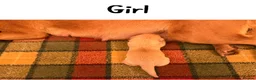 Labrador Retriever dogs for sale: Stunning KC pups,health tested parents&manyFTCH/Ws in Mansfield - Advert 2