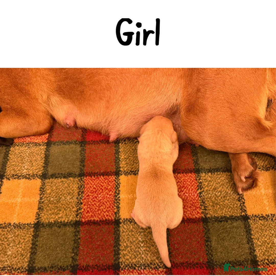 Labrador Retriever dogs for sale: Stunning KC pups,health tested parents&manyFTCH/Ws in Mansfield - Advert 2