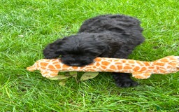 Cockapoo dogs for sale: Beautiful miniature Teddybear Cockapoo  puppies  - Image 4