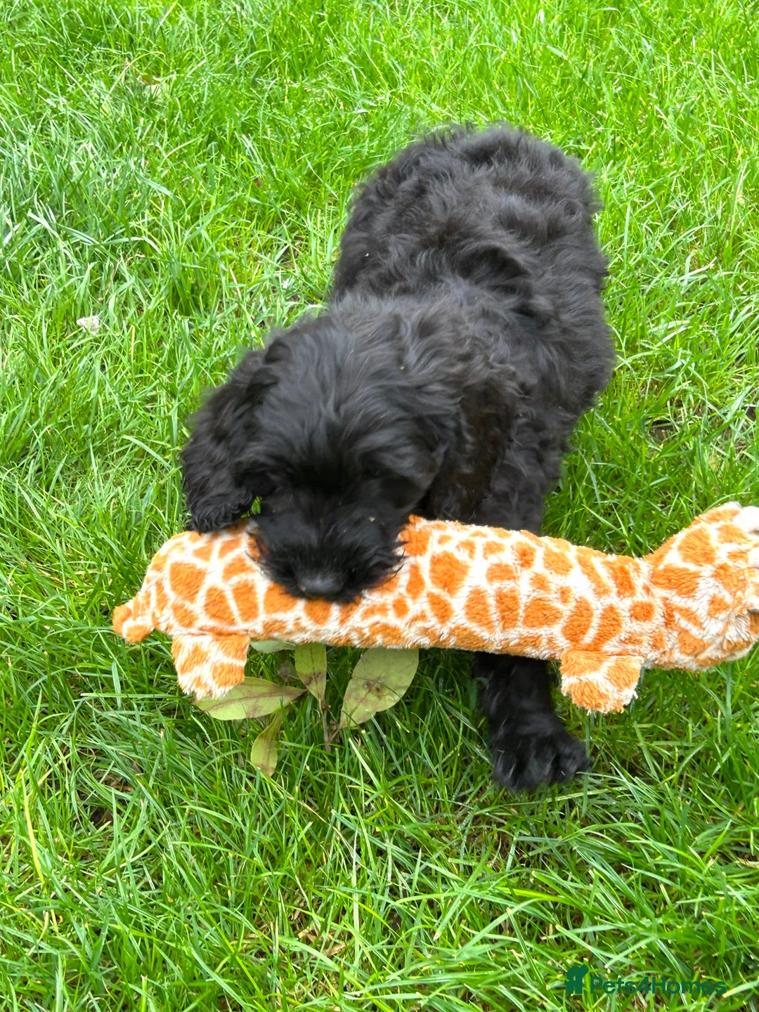 Cockapoo dogs for sale: Beautiful miniature Teddybear Cockapoo  puppies  - Image 4