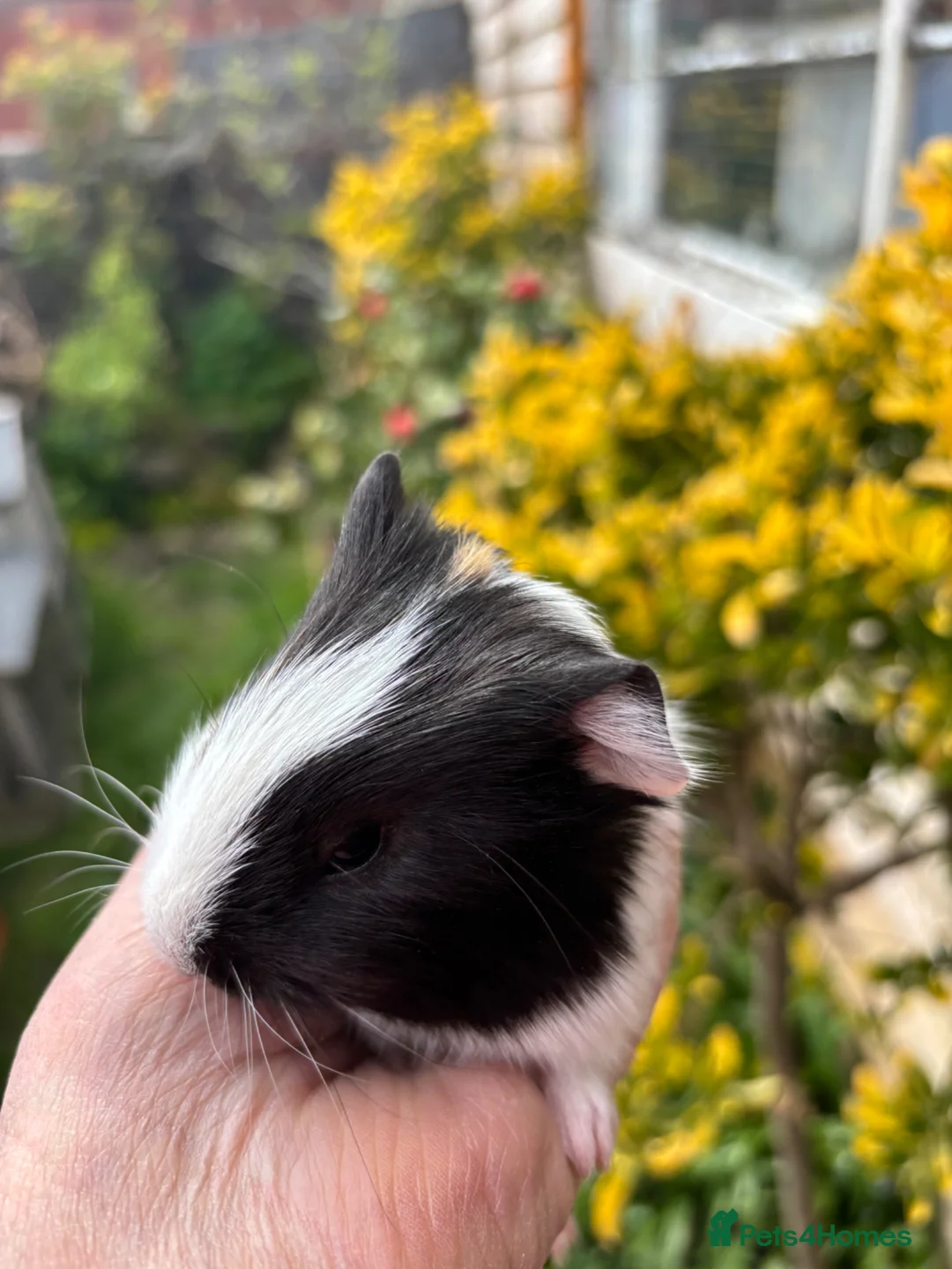 Guinea Pig rodents for sale: Gorgeous baby Guinea pigs - Advert 2