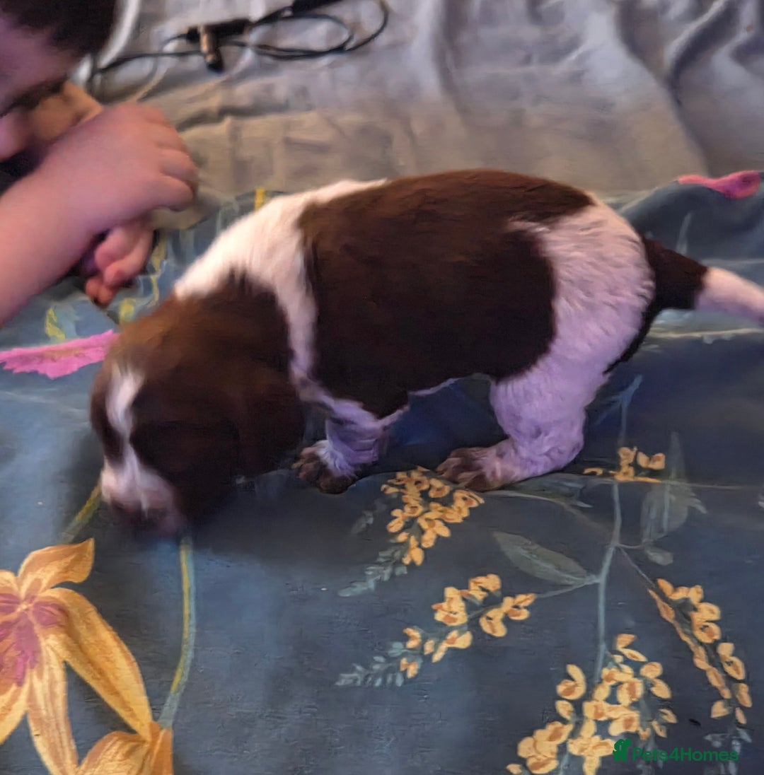 Cocker Spaniel dogs for sale: 7 little beauties show cockers - Advert 6