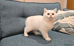 Scottish Fold cats for sale: Excellent Scottish straight kittens  - Image 14
