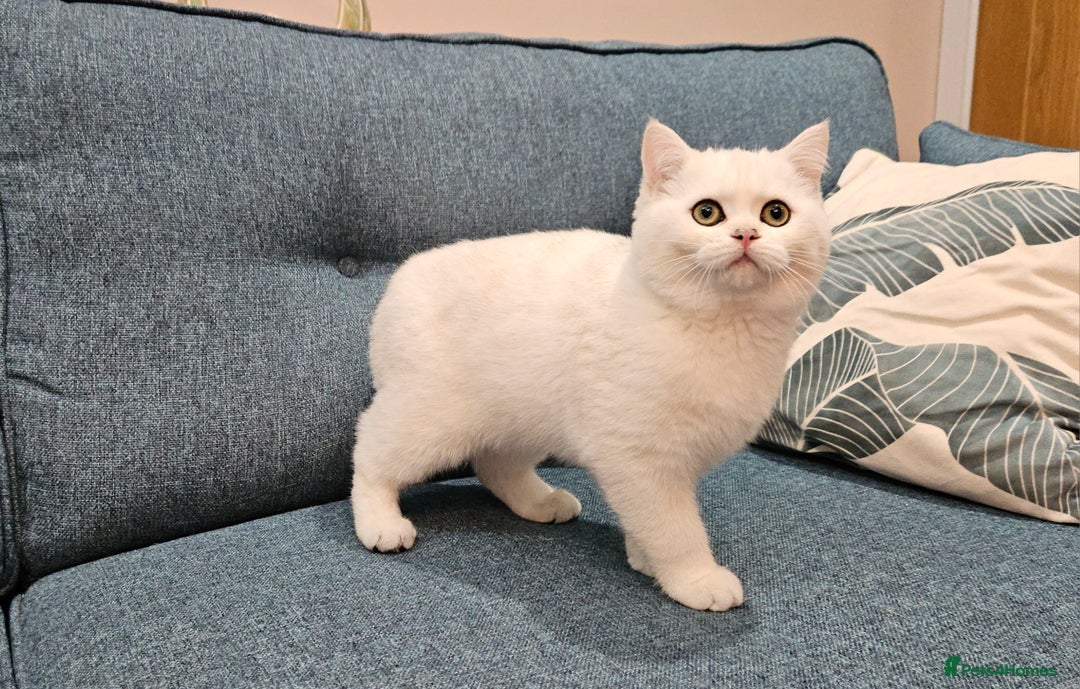Scottish Fold cats for sale: Excellent Scottish straight kittens  - Image 14