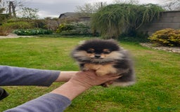 Pomeranian dogs for sale: STANN in Bradford - Image 2