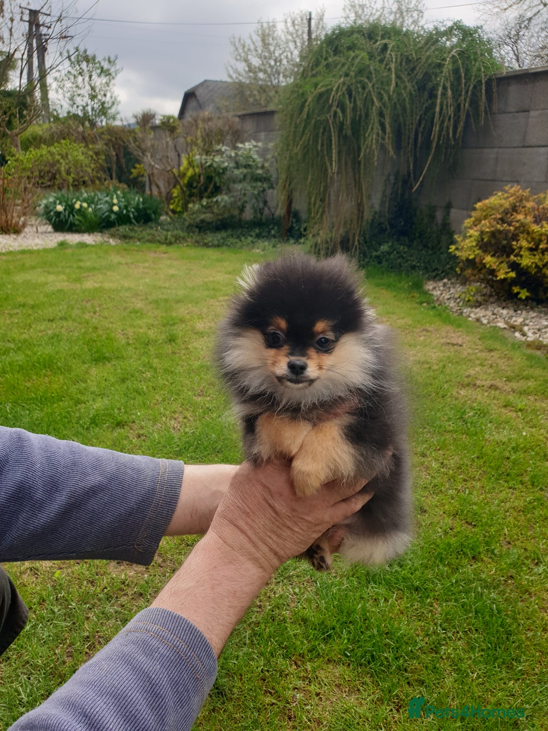 Pomeranian dogs for sale: STANN in Bradford - Image 2