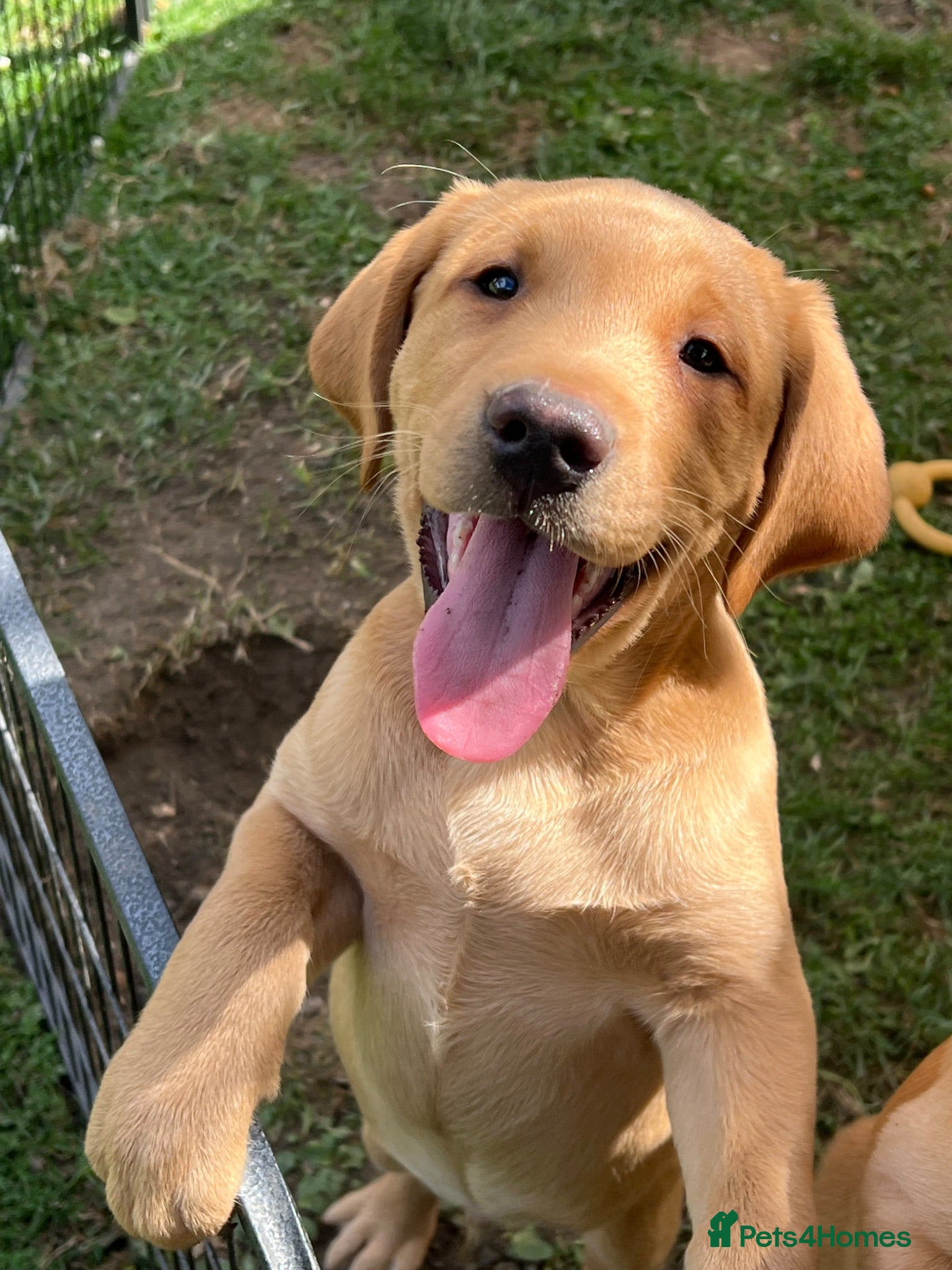 Labrador Retriever dogs Pedigree Labrador Boy Puppy LAST ONE! - Advert 2