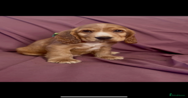 Cocker Spaniel dogs - Advert 2