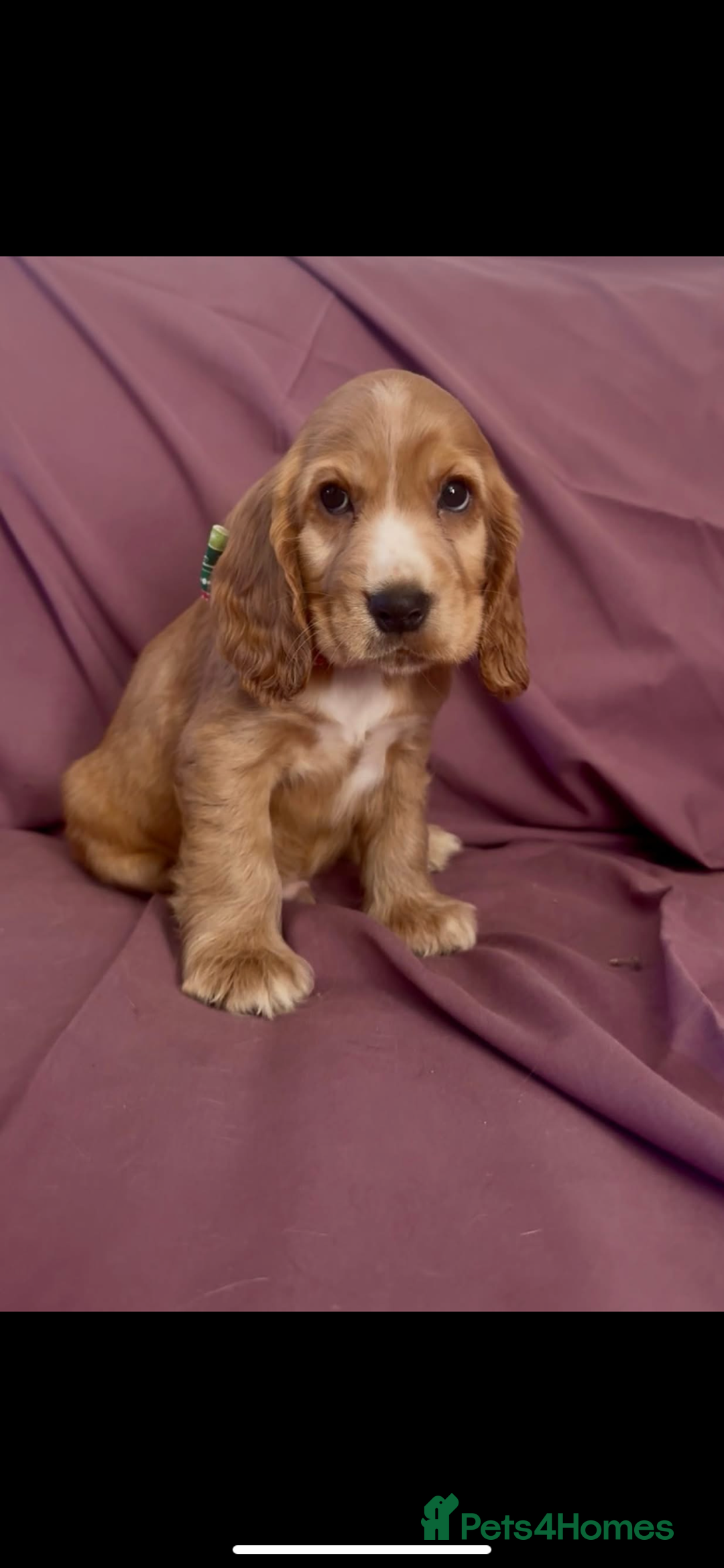 Cocker Spaniel dogs for sale: Fox red show cocker spaniels  - Image 3