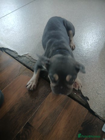 Frug dogs - Advert 2