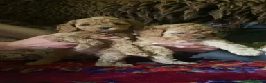 Cockapoo 1
