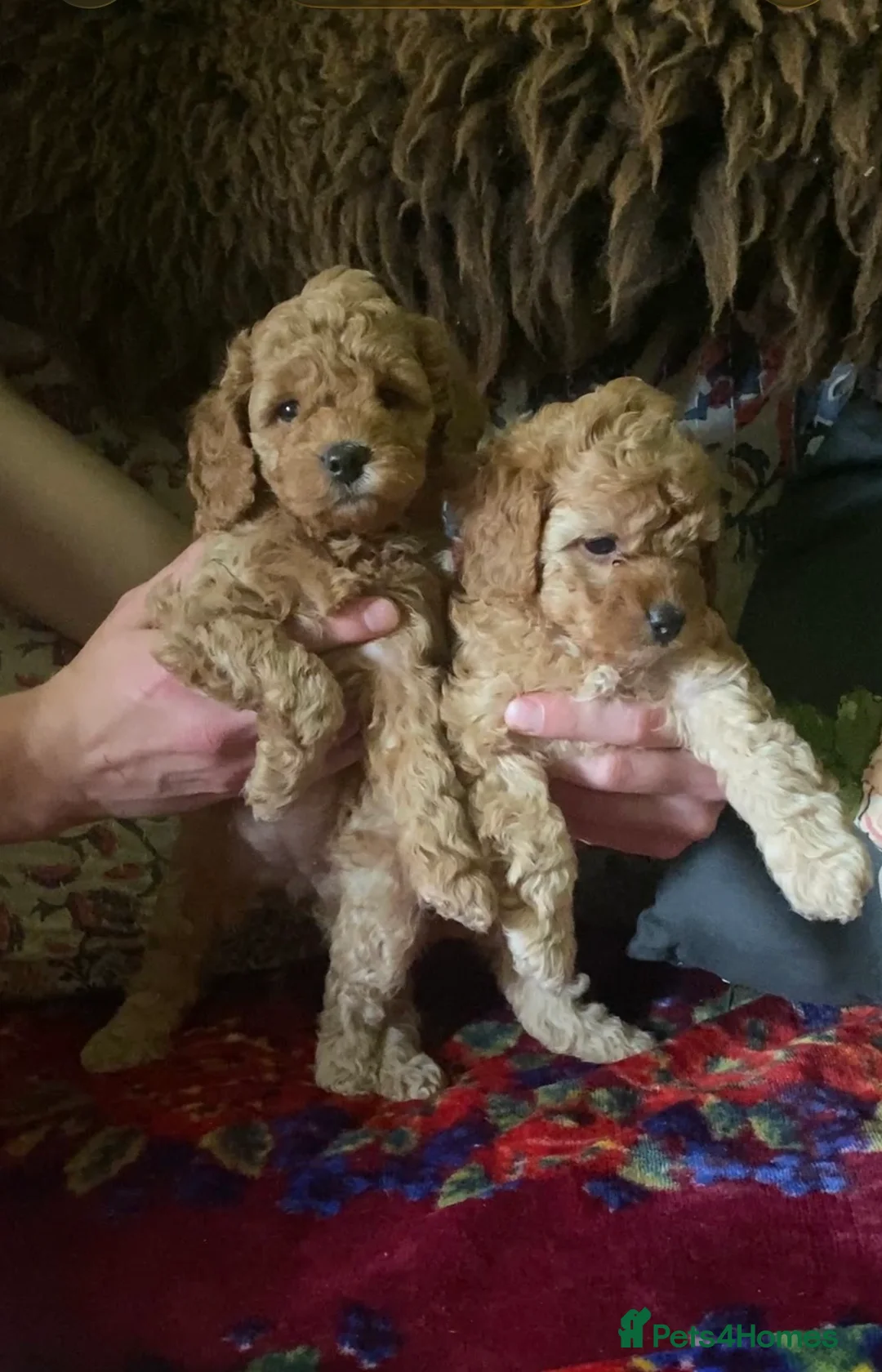 Cockapoo dogs for sale: F1bbb in Salisbury - Advert 7