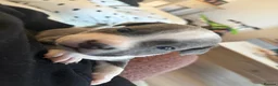 Staffordshire Bull Terrier dogs for sale: STAFFORDSHIRE BULL TERRIER PUPPIES 🐶❤️ in Morpeth - Advert 28