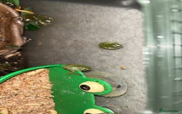 Frog reptiles for sale: White tree froglets  - Image 2