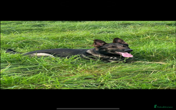 German Shepherd dogs for sale: German shepherd pups - Image 20